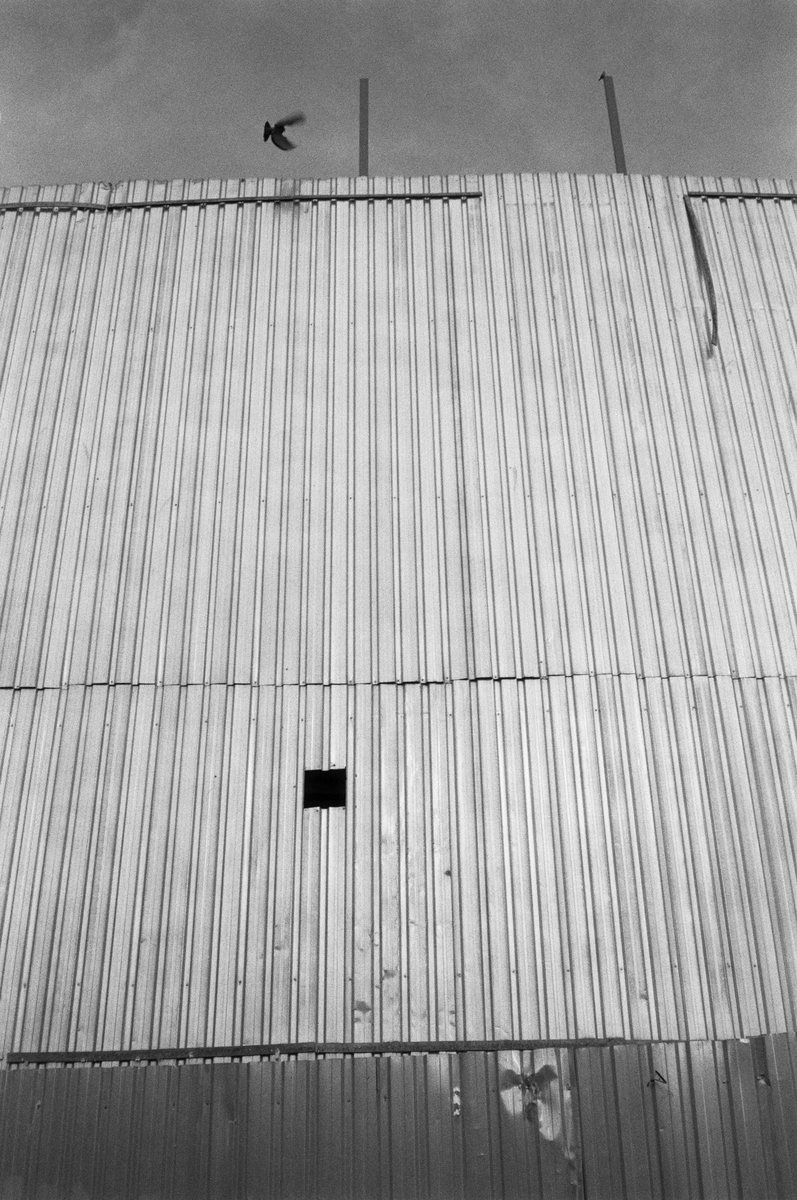 Bird flies over the wall. Eminönü.