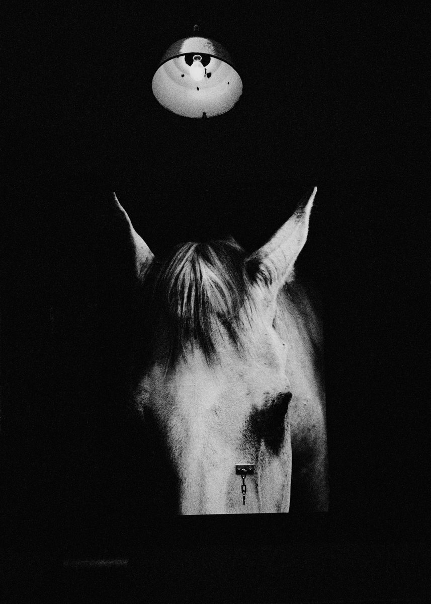 Horse under a lamp.