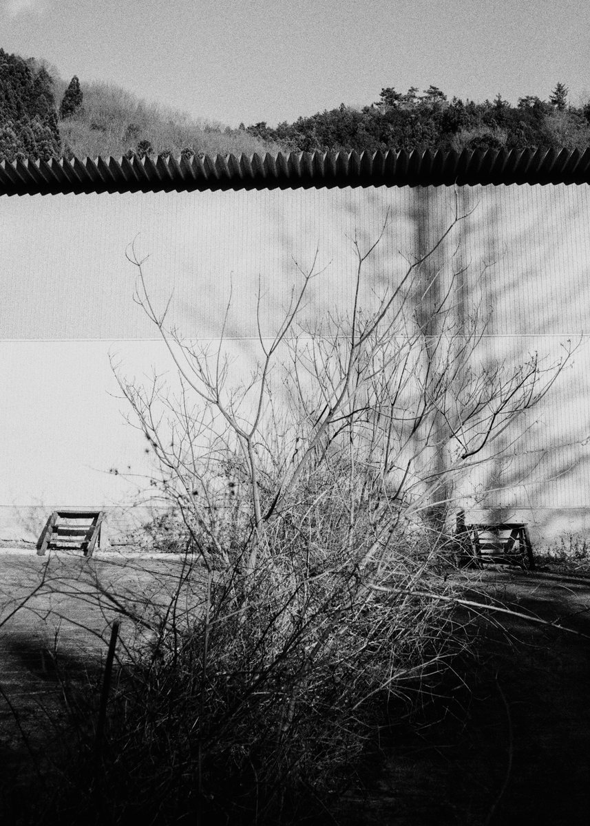 Bare tree by a wall, mountains behind.