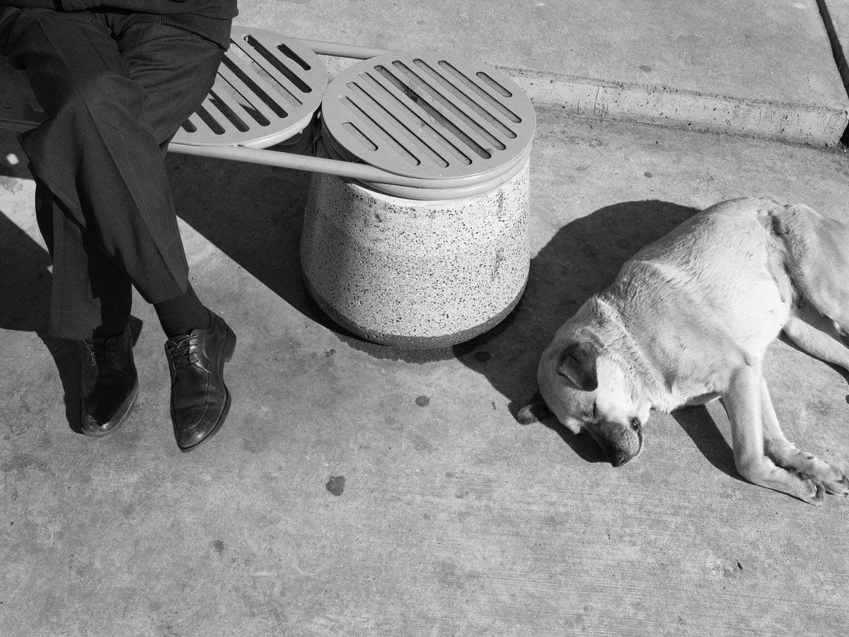 Sleeping dog, two legs. Kadıköy.